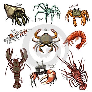 Crustacean vector crab prawns ocean lobster and crawfish or crayfish seafood illustration crustaceans set of sea animals photo