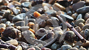 crustaceans crawl to the sea in shells