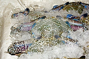 Crustaceans on ice