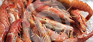 Crustaceans for sale in the market photo