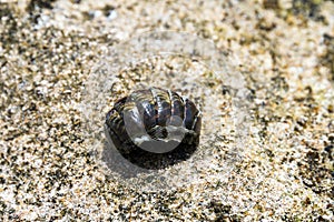Crustaceans shell