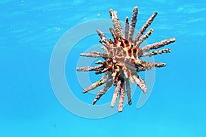 Crusted Urchin
