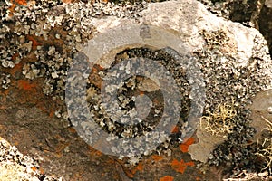 CRUSTED WHITE FUNGUS AND GREY LICHEN ON ROCK