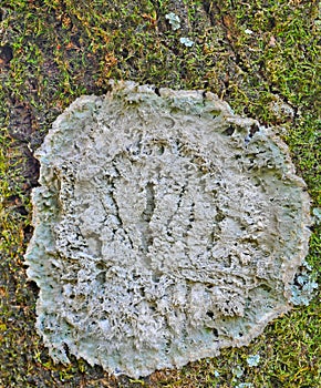 Crustose lichen