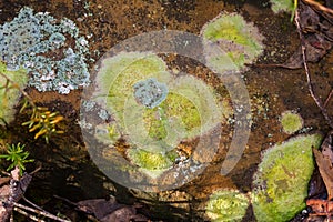 Crustose Lichen in grayish green growing on stone in forest at C
