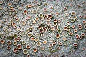 Crustose lichen macro