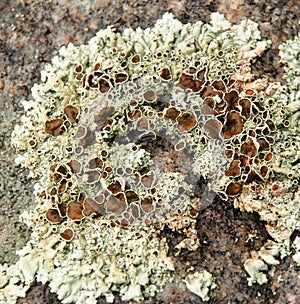 Crusty Lichen algae texture