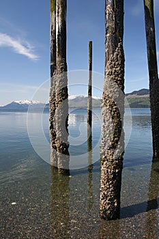 Crusty Pilings