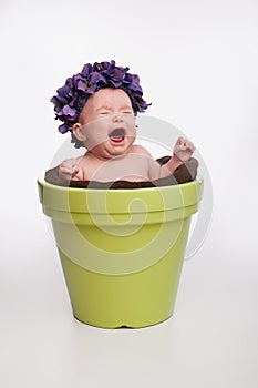 Crying Baby Girl Sitting in a Flower Pot