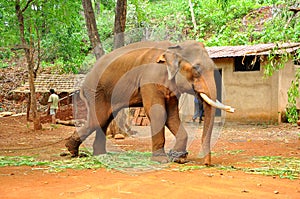 A crying elephant tied with a chain who wants to be free