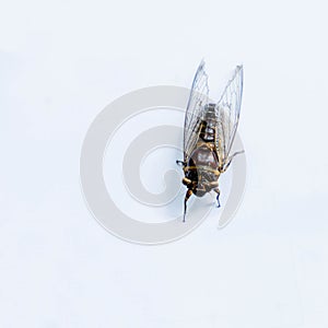 Cicada Young On a white background