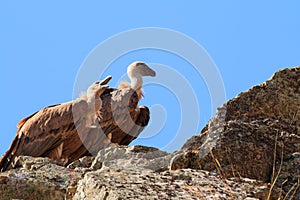 Crying juvenile griffon vulture upon the rocks of the Salto del Gitano, Spain photo