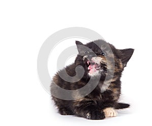 Crying kitten on white