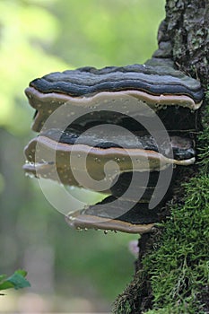 A crying polypore fungus attached to the tree 