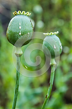 Crying poppy head.