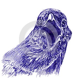 Crying raven portrait closeup. Hand drawn sketch with ballpoint pen on paper texture. Isolated on white. Bitmap