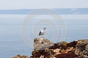 Crying yellow-legged gull on the rocks in the south of Portugal photo