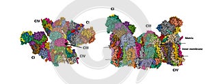 Cryo-EM architecture of human respiratory chain megacomplex-I2III2IV2 photo