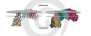 Cryo-EM structure of a respiratory membrane-bound hydrogenase from Pyrococcus furiosus photo