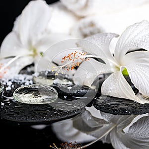 Cryogenic spa concept of delicate white hibiscus, zen stones wit