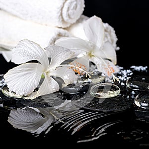 Cryogenic spa still life of delicate white hibiscus, zen stones