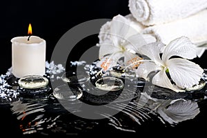 Cryogenic spa still life of delicate white hibiscus, zen stones