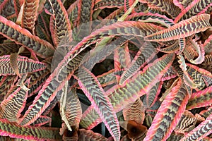 Cryptanthus