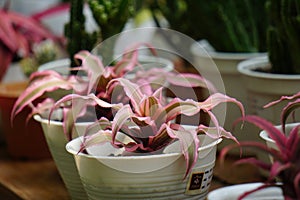 Cryptanthus bivittatus (Earth star, kriptantus, Pink Starlite Earth Star) plant.