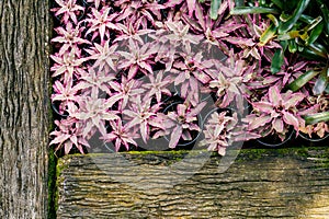 Cryptanthus bivittatus plant garden