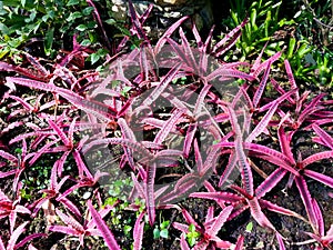 Cryptanthus elaine