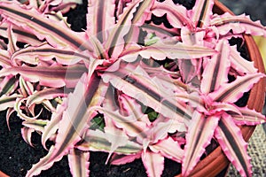 Cryptanthus zonatus plant