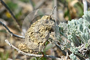 Cryptic grasshopper on low vegetation on Azerbaijani hills