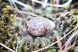 Cryptic painted mottled egg of European snipe