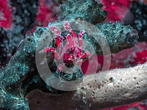 Cryptic Teardrop Crab