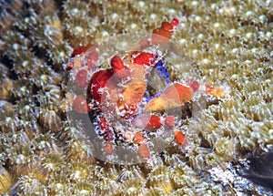 Cryptic teardrop crab,Pelia mutica photo