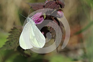 Cryptic wood white butterfly photo