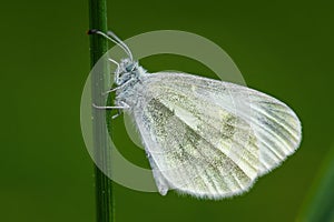 Cryptic Wood White - Leptidea juvernica photo