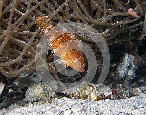 A Cryptic Wrasse Pteragogus cryptus