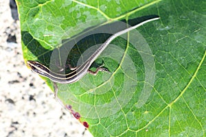 Cryptoblepharus egeriae, the blue-tailed skink, is a species of native skink, whose juveniles are known for their bright blue tail