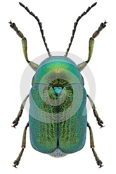 Cryptocephalus aureolus beetle specimen