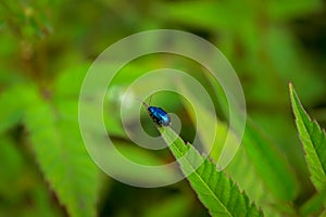 Cryptocephalus. Blue beetle on the leaves of the plant