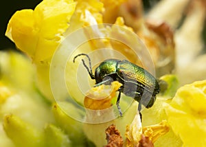 Cryptocephalus hypochoeridis on flower