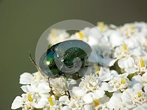 Cryptocephalus sericeus