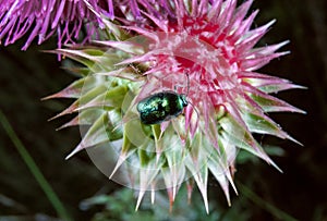 Cryptocephalus sericeus - small leaf beetle on a thistle flower, southern Ukraine