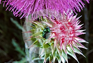 Cryptocephalus sericeus - small leaf beetle on a thistle flower, southern Ukraine