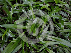Cryptocoryne aquatic plant, close-up view