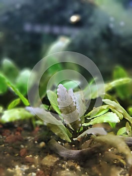 Cryptocoryne