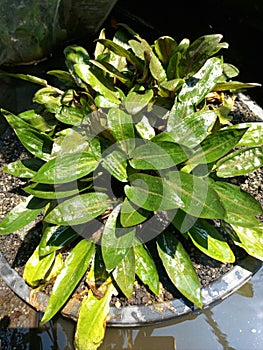 Cryptocoryne wendti
