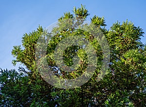 Cryptomeria japonica Elegans tree, Japanese Sugi pine Japanese cedar or Cupressus japonica