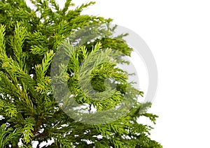 Cryptomeria japonica Globosa Nana